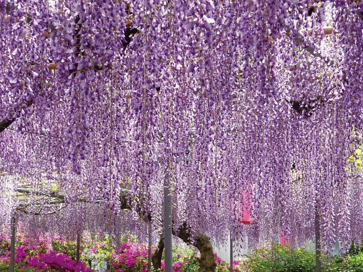 🌹 평화의 장미원(헤이와노바라엔) 이미지 11